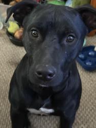 Lost Male Dog last seen Near Trenton and needmore , Clarksville, TN 37042