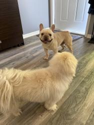 Reunited Male Dog last seen Floresta , Port St. Lucie, FL 34984