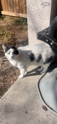 Reunited Male Cat last seen Chapel pines blvd and birdhouse dr, Wesley Chapel, FL 33545