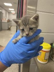 Shelter Stray Male Cat last seen Cherryville, NC 28021, Gastonia, NC 28052