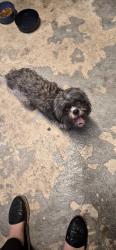 Found/Stray Female Dog last seen Indian creek elementary , San Antonio, TX 78242