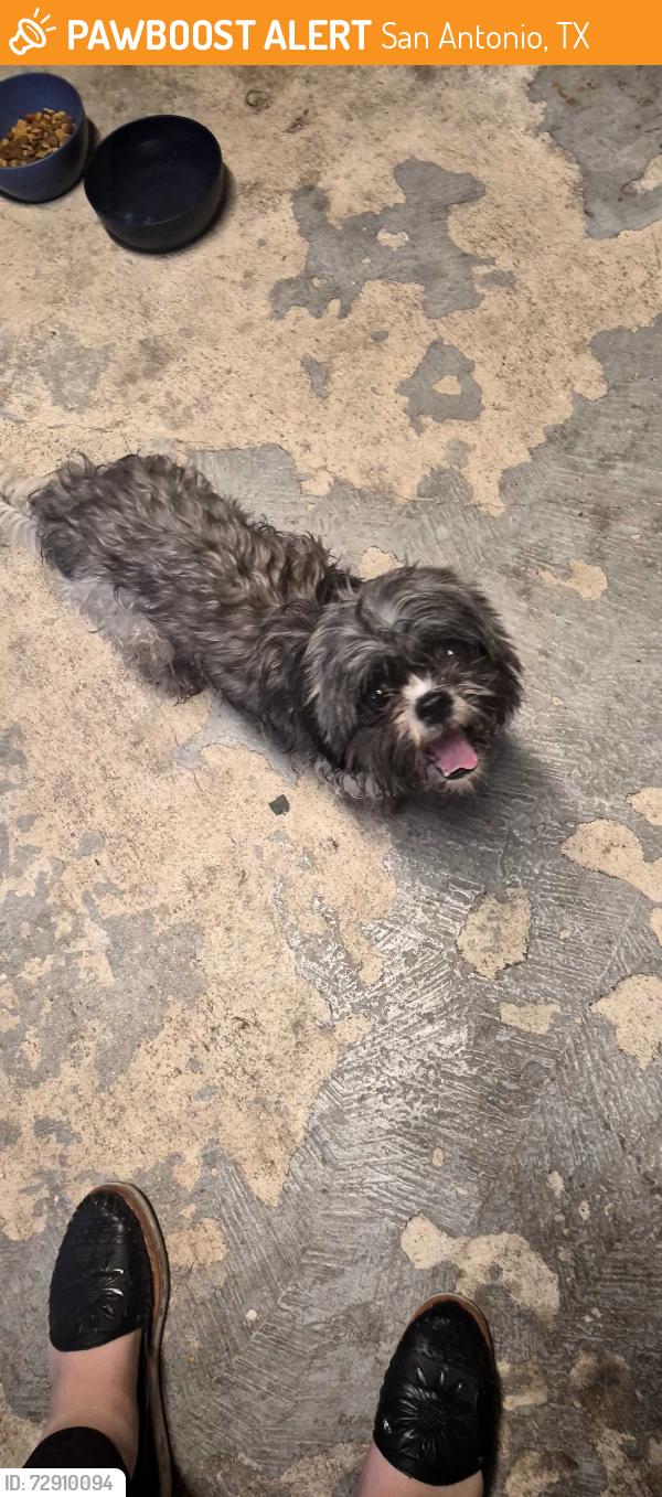 Found/Stray Female Dog last seen Indian creek elementary , San Antonio, TX 78242