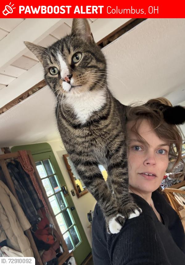 Lost Male Cat last seen N 4th and Garden, Columbus, OH 43224