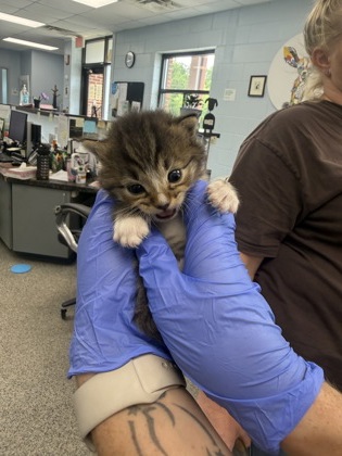 Shelter Stray Male Cat last seen Vanceboro, NC 28586, New Bern, NC 28562