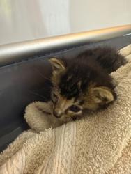 Shelter Stray Female Cat last seen New Bern, NC , New Bern, NC 28562