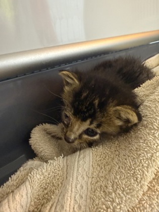 Shelter Stray Female Cat last seen New Bern, NC , New Bern, NC 28562