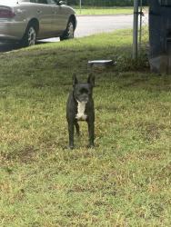 Found/Stray Unknown Dog last seen 55th and Mckinley, Oklahoma City, OK 73102
