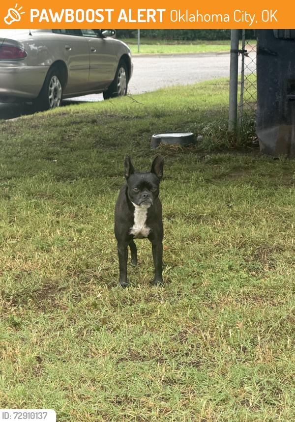 Found/Stray Unknown Dog last seen 55th and Mckinley, Oklahoma City, OK 73102