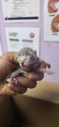 Shelter Stray Unknown Cat last seen El Paso, TX 79924, Fort Bliss, TX 79906