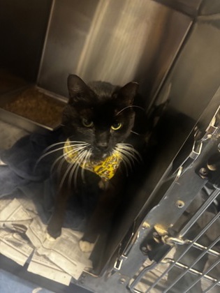 Shelter Stray Male Cat last seen Near EAGLES NEST CIRCLE, 30035, GA, Atlanta, GA 30341