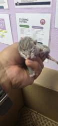 Shelter Stray Unknown Cat last seen El Paso, TX 79924, Fort Bliss, TX 79906