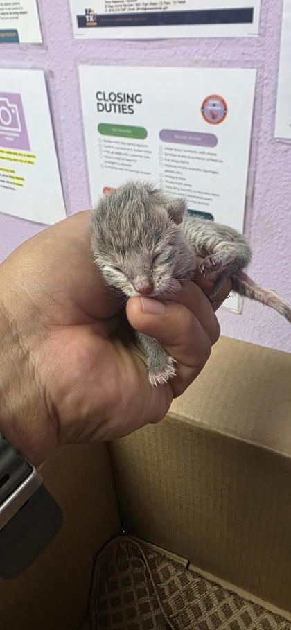 Shelter Stray Unknown Cat last seen El Paso, TX 79924, Fort Bliss, TX 79906