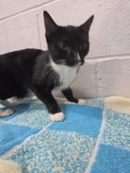 Shelter Stray Female Cat last seen Near E North Ave Balt., MD 21213, 21213, MD, Baltimore, MD 21230