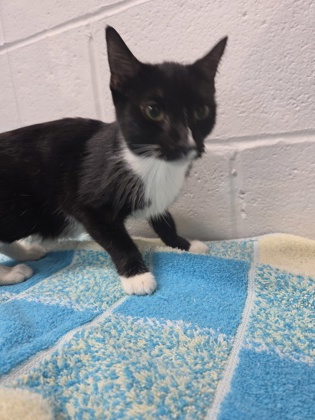 Shelter Stray Female Cat last seen Near E North Ave Balt., MD 21213, 21213, MD, Baltimore, MD 21230