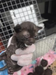 Shelter Stray Female Cat last seen Near E North Ave Balt., MD 21213, 21213, MD, Baltimore, MD 21230