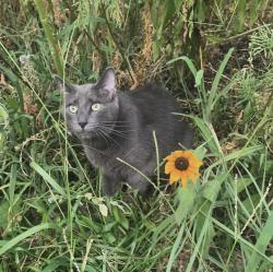 Lost Male Cat last seen Fairburn Rd./Butner Rd., Atlanta, GA 30331