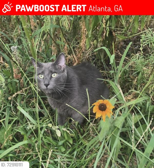 Lost Male Cat last seen Fairburn Rd./Butner Rd., Atlanta, GA 30331