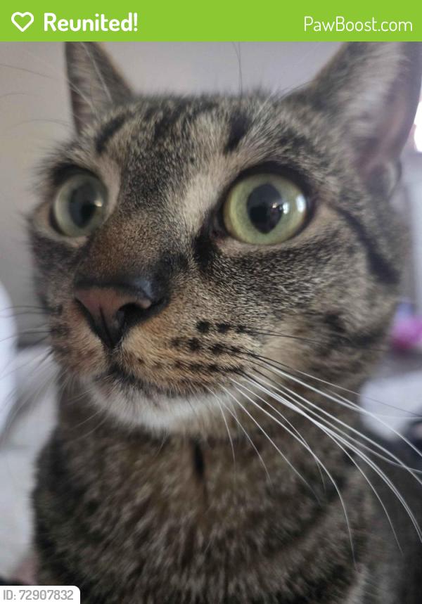 Reunited Female Cat last seen Eastfield Road, Huntersville, NC 28078
