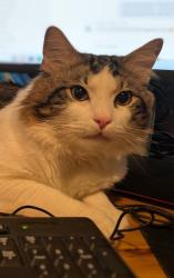 Reunited Male Cat last seen 91st and Danforth , Gig Harbor, WA 98329