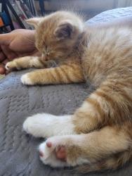 Lost Male Cat last seen Near swain st, Los Angeles, CA 91342