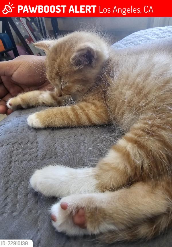 Lost Male Cat last seen Near swain st, Los Angeles, CA 91342