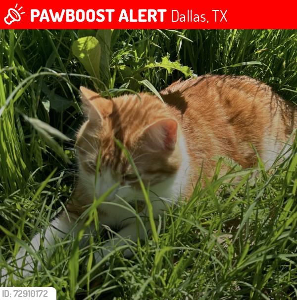 Lost Male Cat last seen unsure (friends cat), Dallas, TX 75201