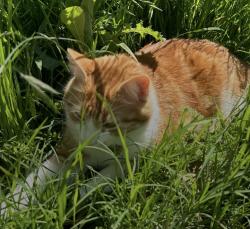 Lost Male Cat last seen unsure (friends cat), Dallas, TX 75201