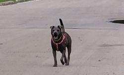 Found/Stray Unknown Dog last seen Walhalla, San Antonio, TX 78221