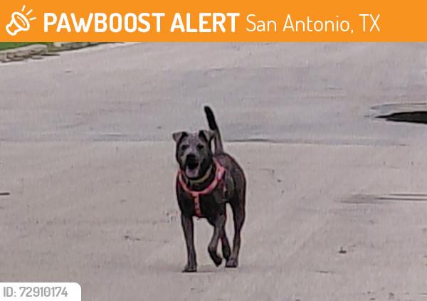 Found/Stray Unknown Dog last seen Walhalla, San Antonio, TX 78221
