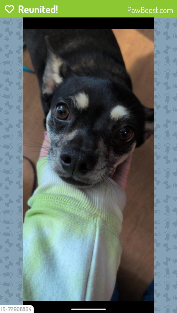 Reunited Female Dog last seen Lake Robinson , Greer, SC 29651