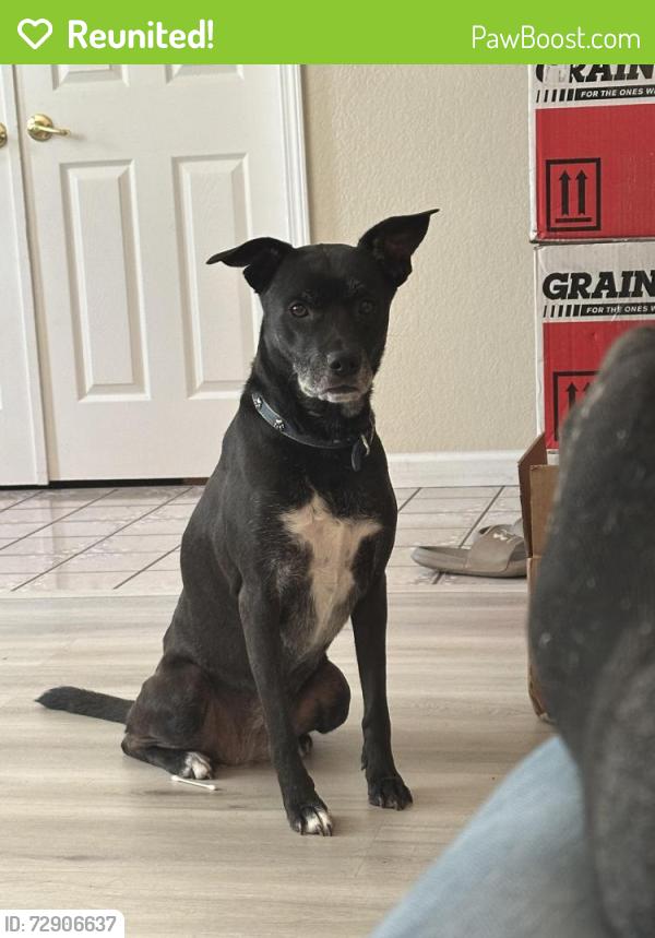 Reunited Female Dog last seen Azevedo Drive , Sacramento, CA 95833