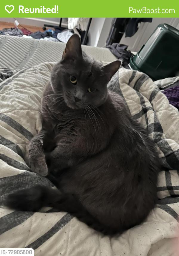 Reunited Female Cat last seen Half way between Pontiac trail and maple on decker , Walled Lake, MI 48390