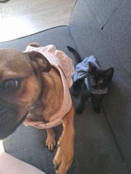Lost Female Cat last seen Near N Cascade Ave, Colorado Springs, CO 80907 Shangri-La Mobile Home Park , Colorado Springs, CO 80907