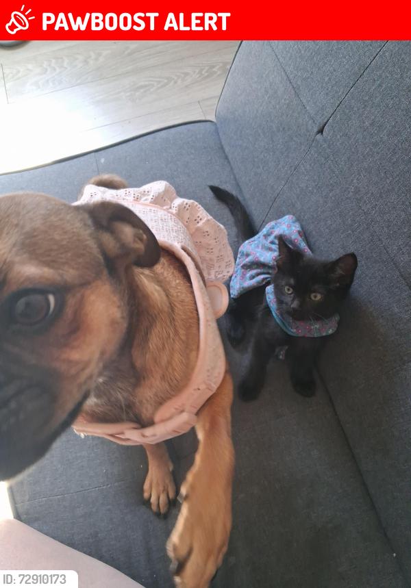 Lost Female Cat last seen Near N Cascade Ave, Colorado Springs, CO 80907 Shangri-La Mobile Home Park , Colorado Springs, CO 80907