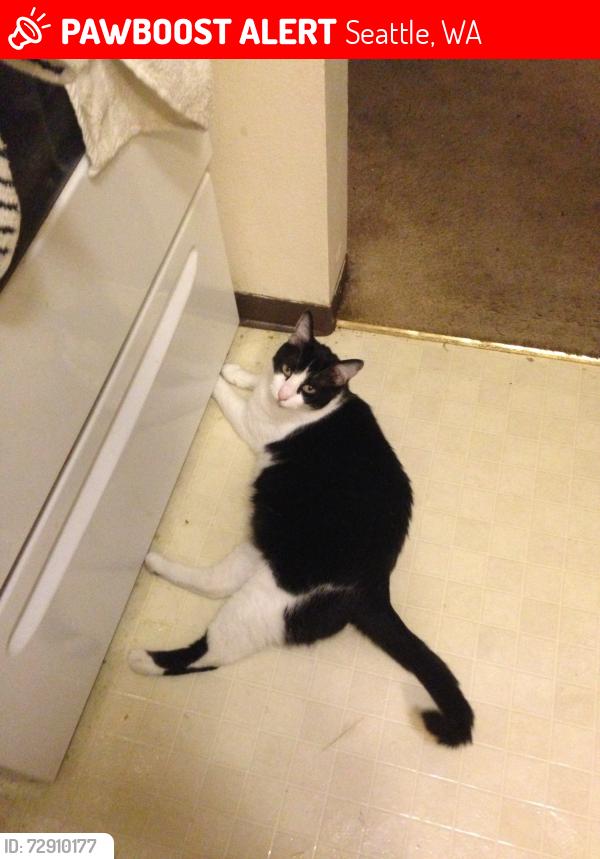 Lost Female Cat last seen Creston Point apmts, Seattle, WA 98178