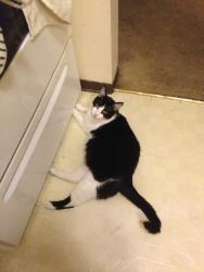 Lost Female Cat last seen Creston Point apmts, Seattle, WA 98178