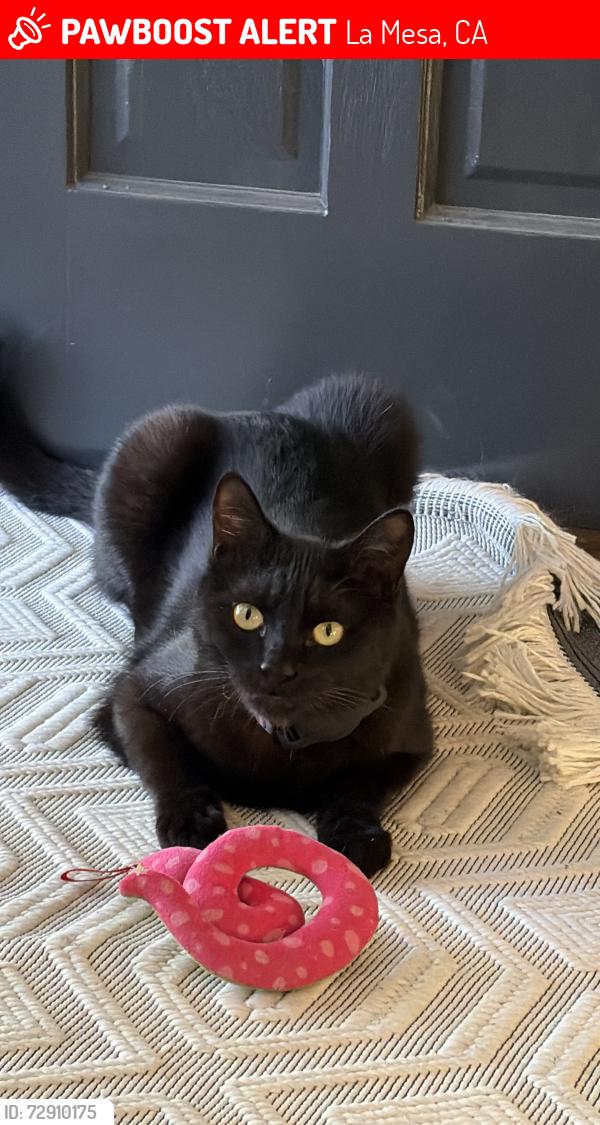 Lost Male Cat last seen Brookside , La Mesa, CA 91941