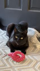 Lost Male Cat last seen Brookside , La Mesa, CA 91941