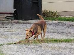 Found/Stray Unknown Dog last seen Walhalla, San Antonio, TX 78221