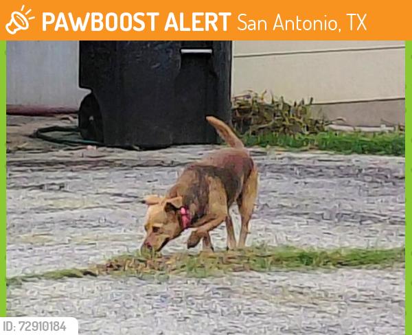 Found/Stray Unknown Dog last seen Walhalla, San Antonio, TX 78221