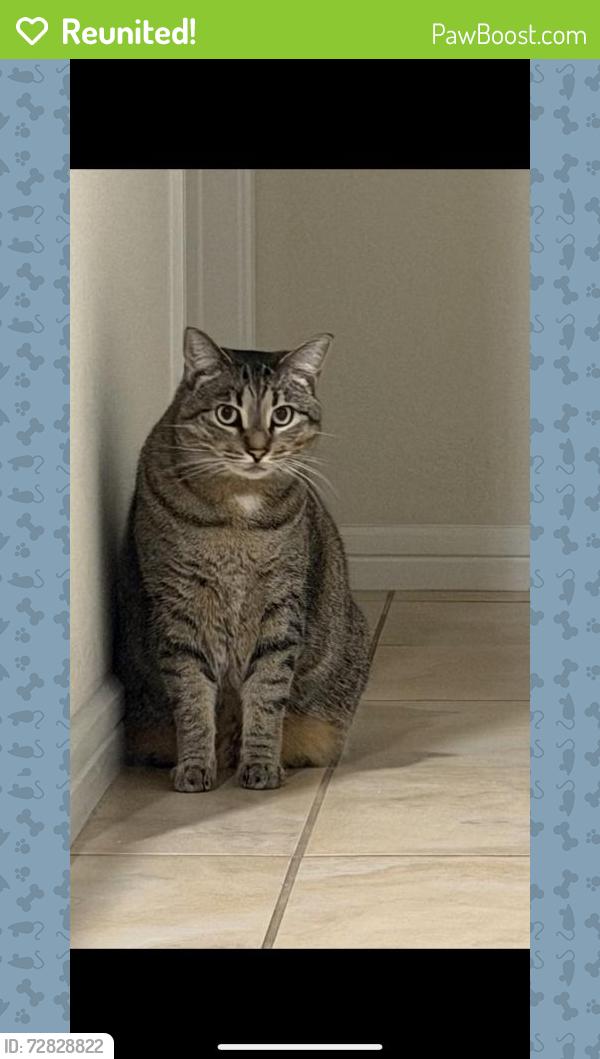 Reunited Female Cat last seen Tohoqua, Kissimmee, FL 34744