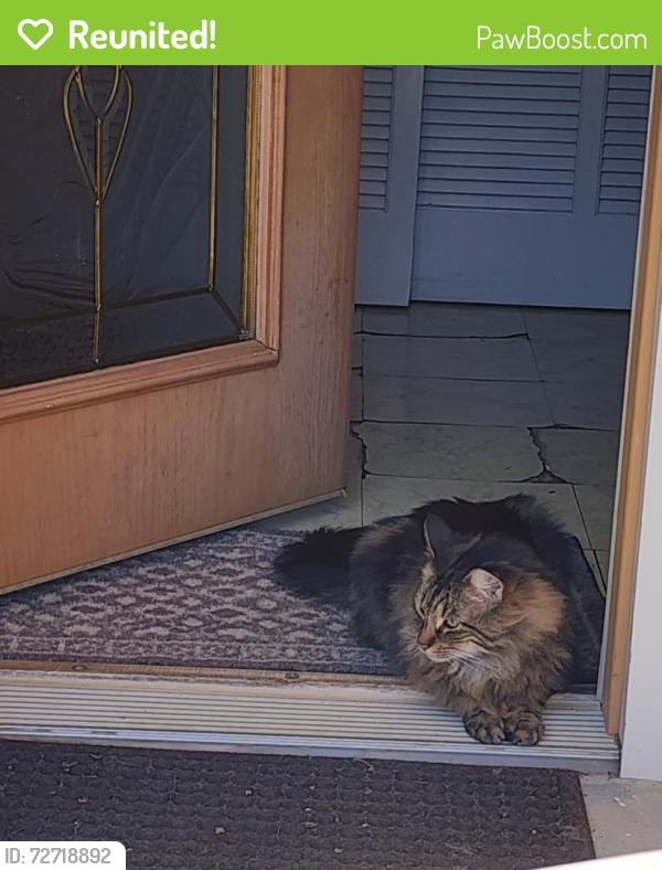 Reunited Male Cat last seen Commanche Ct and Tecumseh trl, Smyrna, GA 30080