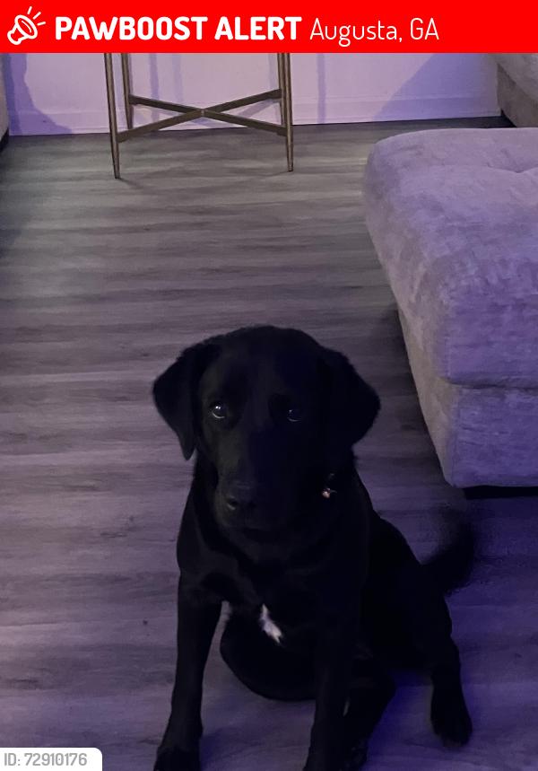 Lost Female Dog last seen Barton Chapel Rd, Augusta, GA 30906