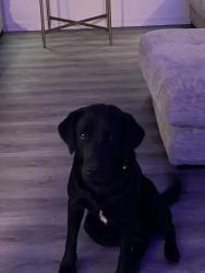 Lost Female Dog last seen Barton Chapel Rd, Augusta, GA 30906