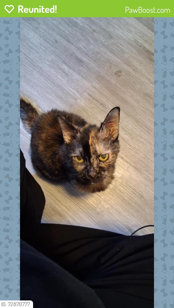 Reunited Female Cat last seen Between Parkway and Irving right behind Burger King, Oshkosh, WI 54901