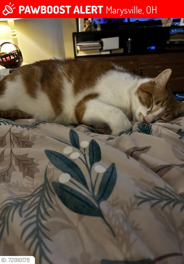 Lost Male Cat last seen WatkinGlen cndmniums, Marysville, OH 43040
