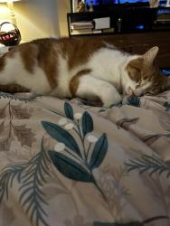 Lost Male Cat last seen WatkinGlen cndmniums, Marysville, OH 43040