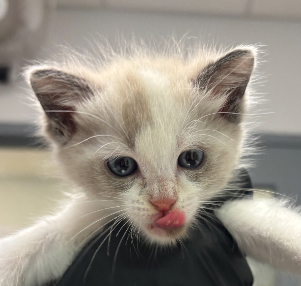 Shelter Stray Female Cat last seen Near Solola Avenue, San Diego, CA, 92114, San Diego, CA 92110