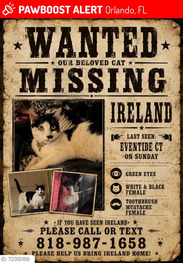 Lost Female Cat last seen Eventide Ct, Orlando, FL 32821
