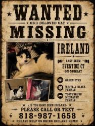 Lost Female Cat last seen Eventide Ct, Orlando, FL 32821
